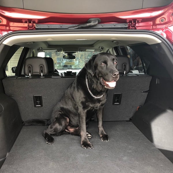 The Chevy Equinox has a pet friendly interior.