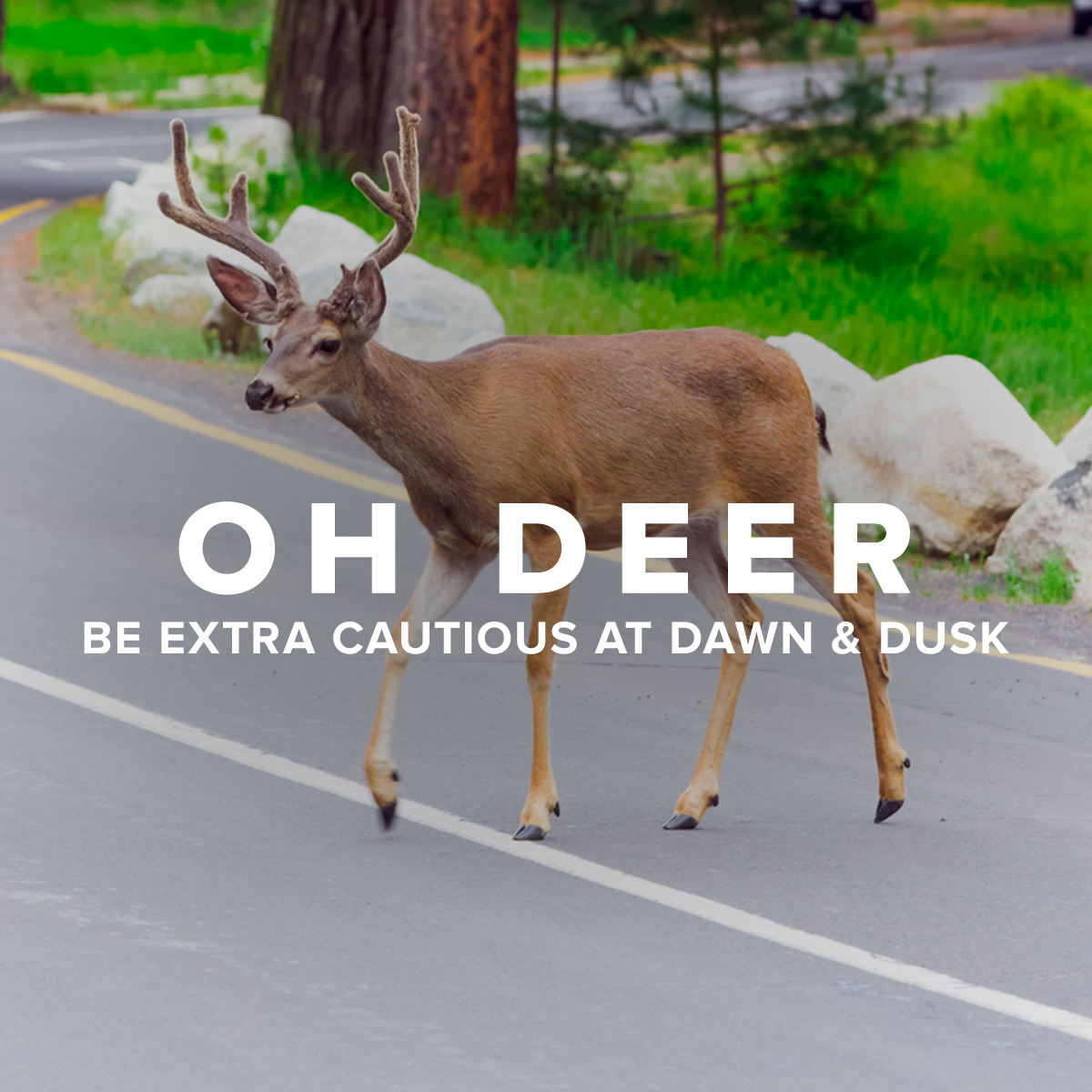 Deer