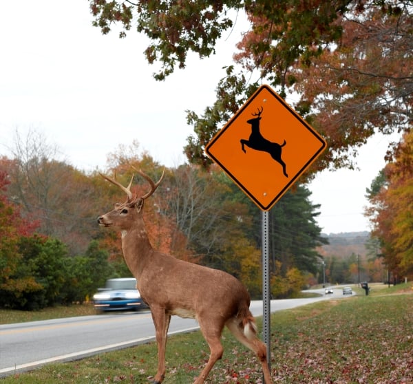 deer approaching road on fall day car driving by