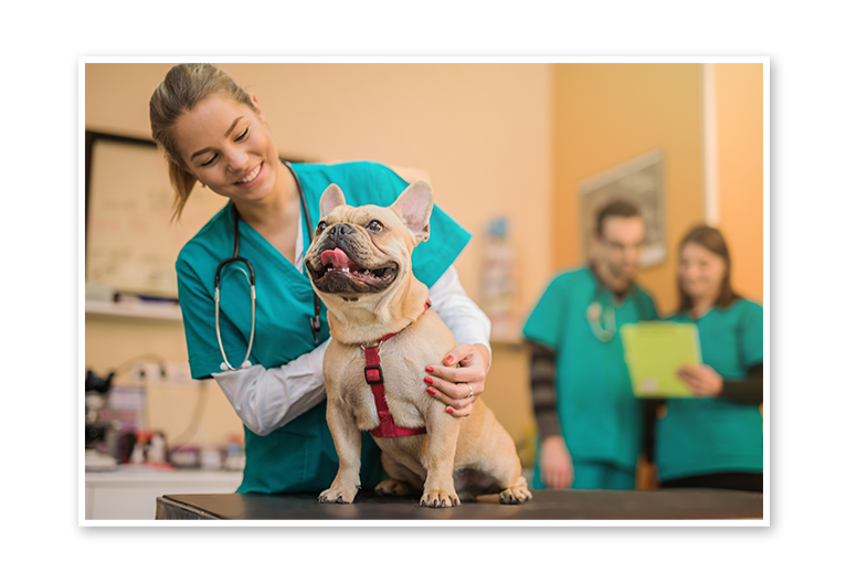 Dog with Vet