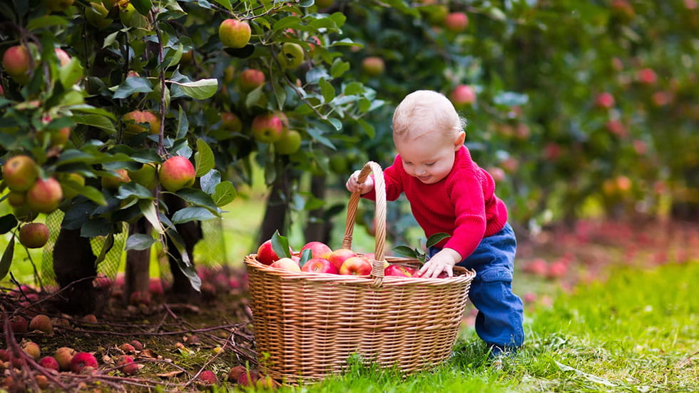 Apple Picking