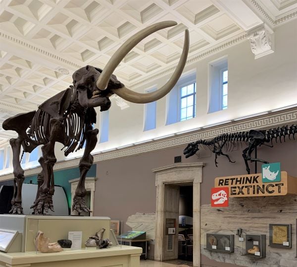 A view of the entrance to the dinosaur exhibit at the Buffalo Museum of Science