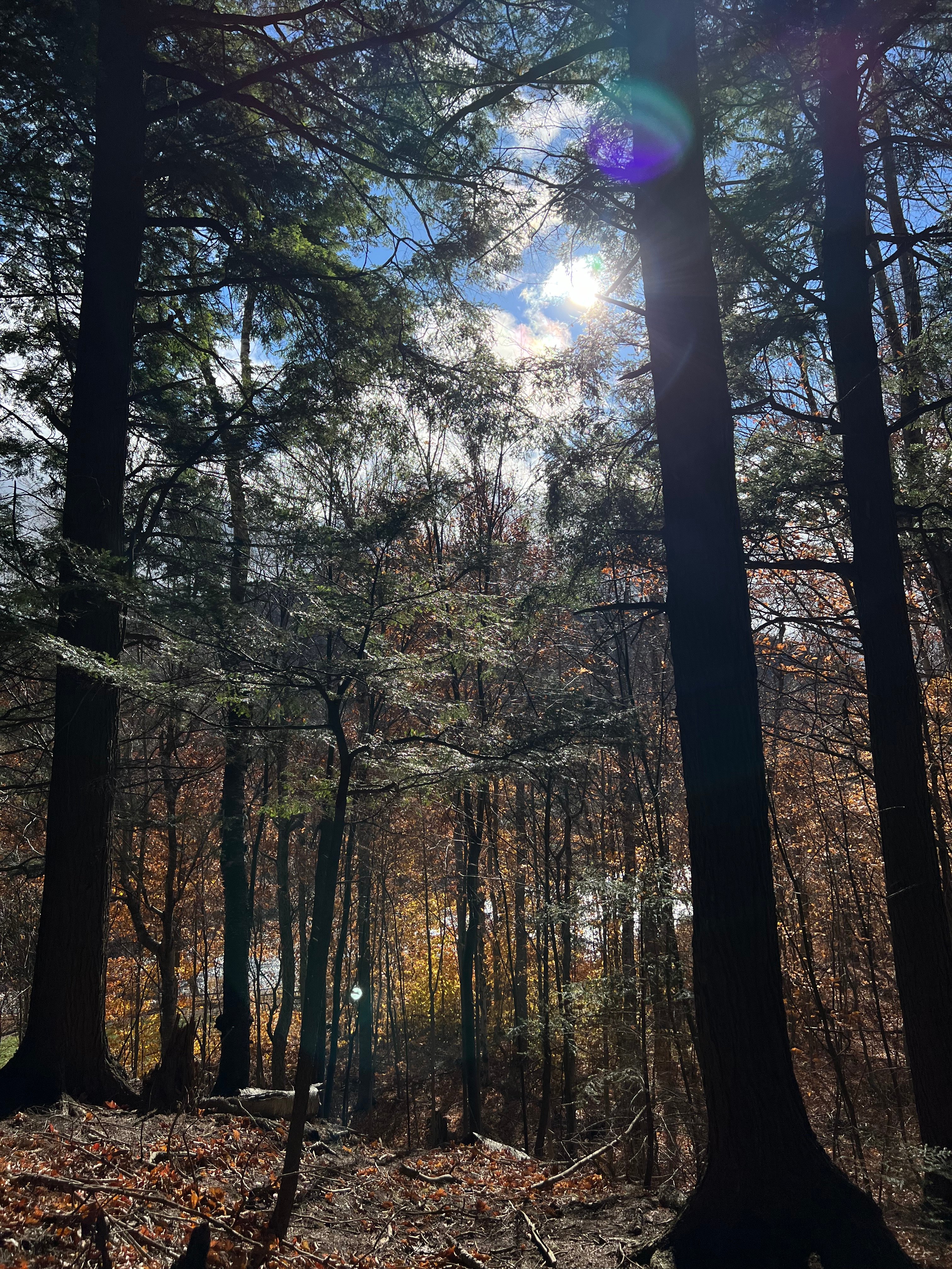 trees on a Lake Placid hike