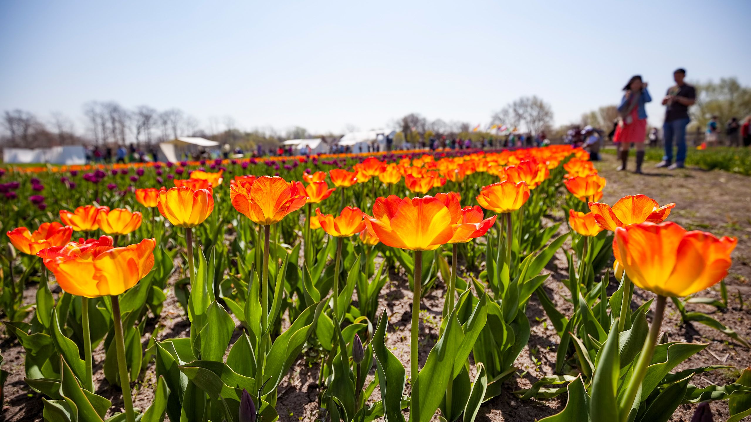 Tip Toe Through the Tulips in Holland, MI