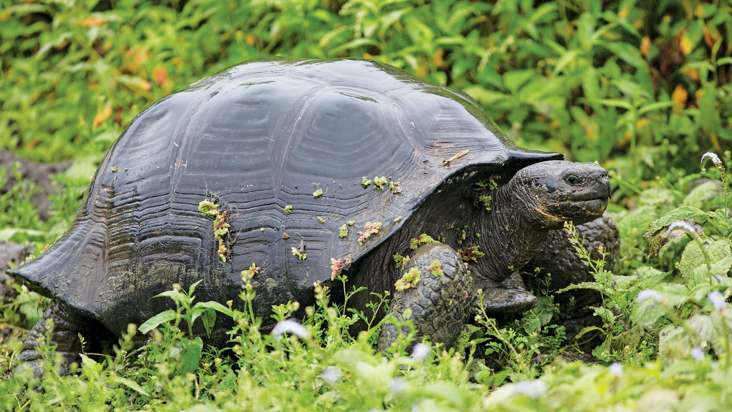 Tortoise on the Galapagos Islands