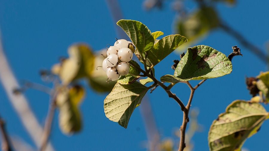 Flora on the Galapagos Islands