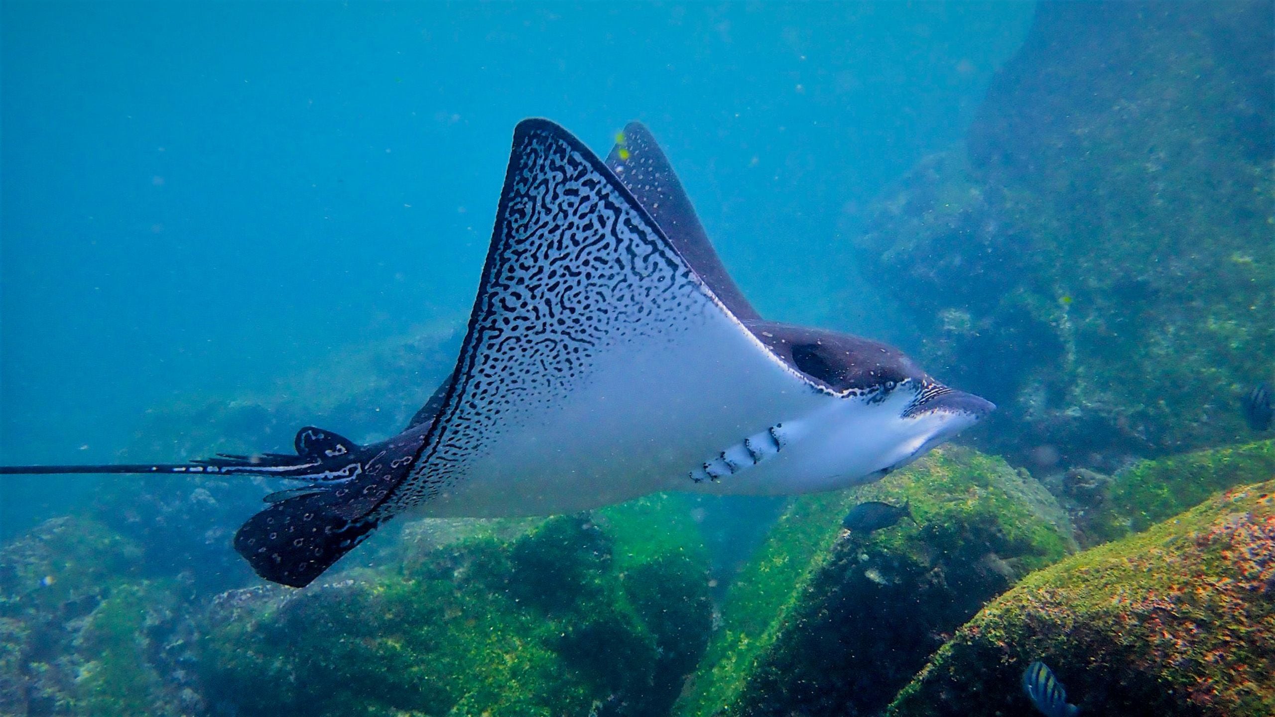 Manta ray in the Galapagos Islands