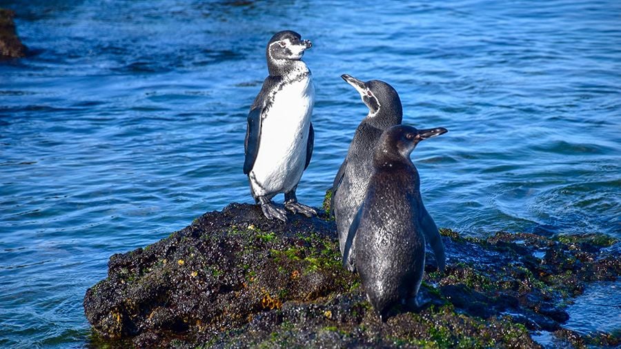 Penguins on the Galapagos Islands