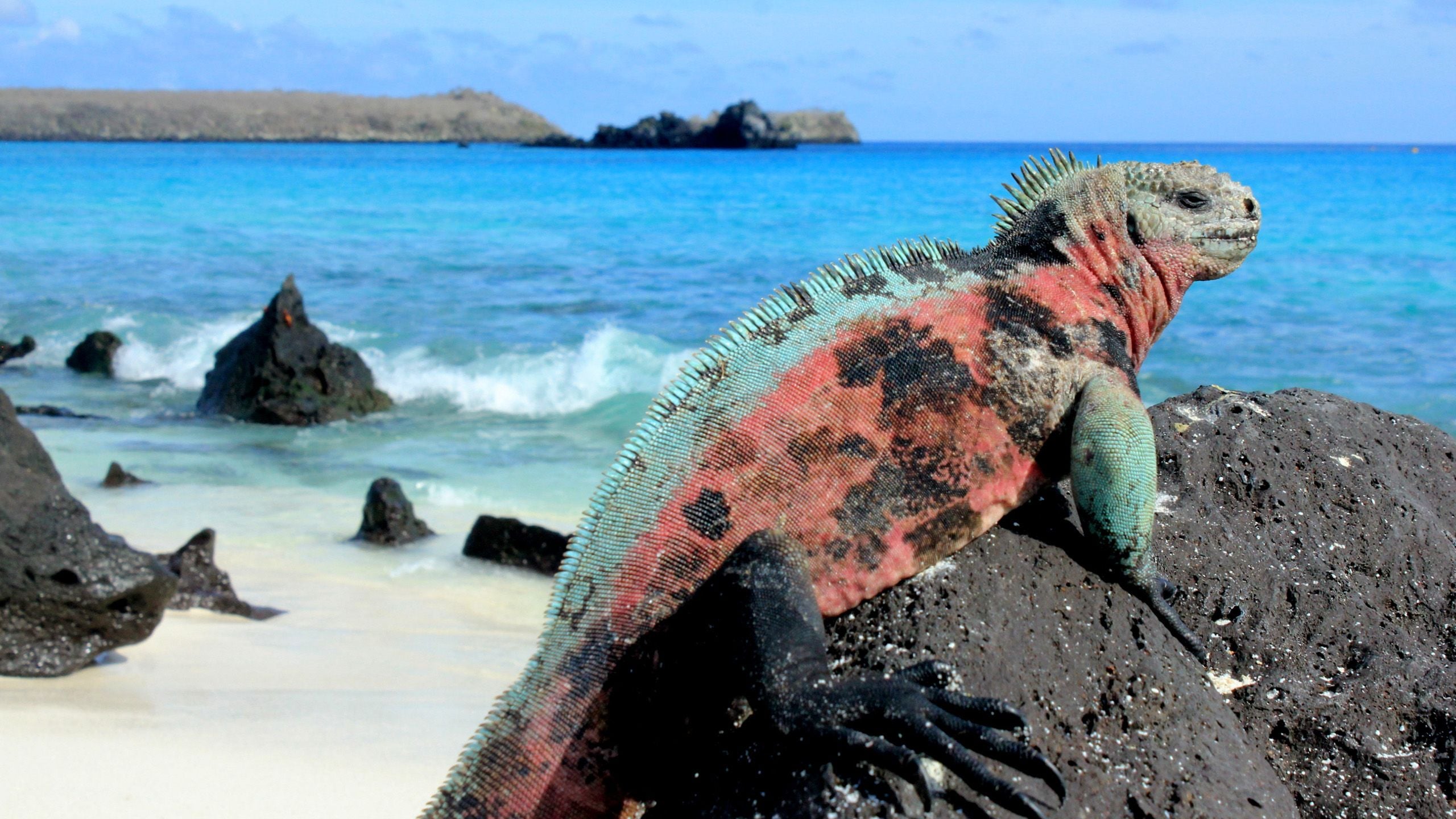 Iguana on the Galapagos Islands